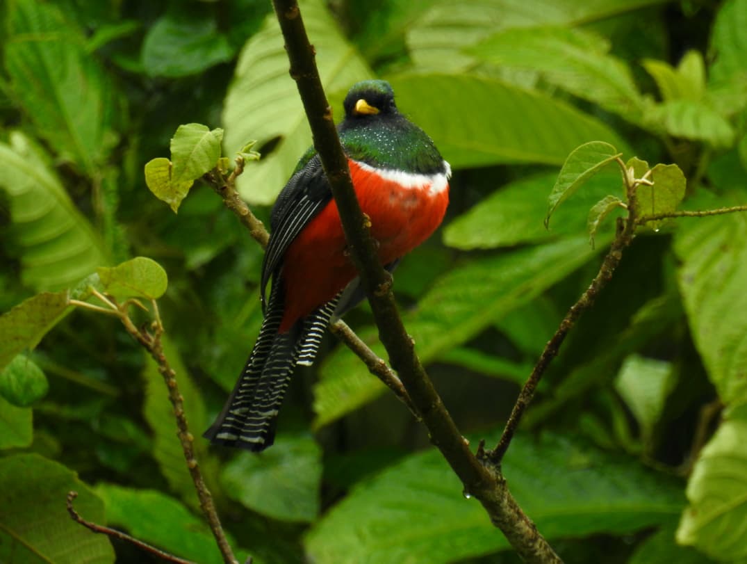 Avistamiento de aves